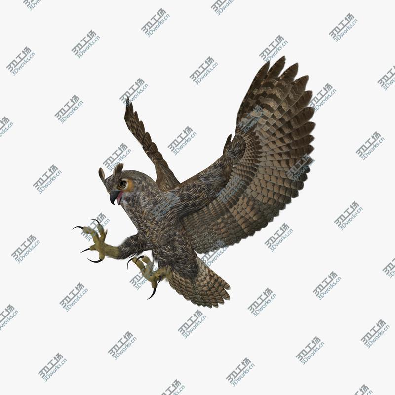 images/goods_img/202105073/Bubo Virginianus 'Great Horned Owl'/4.jpg